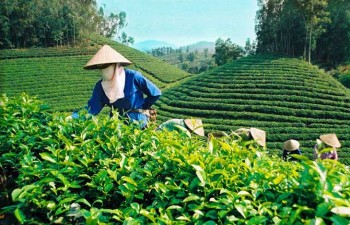 Vietnam tea exports ranked fifth worldwide