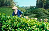 ha giangs shan tuyet tea receives geographical indication certificate