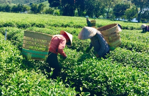 Tea exports enjoy robust growth despite COVID-19 threat