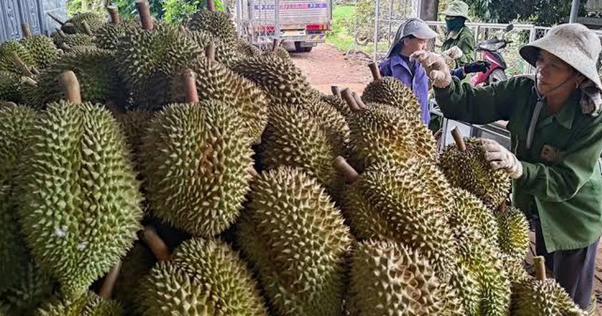 Giữ chất lượng, giữ thị trường sầu riêng
