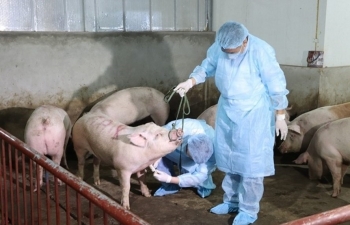 Netherlands shares experience in preventing African swine fever