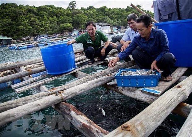 Kien Giang develops marine aquaculture towards sustainable development