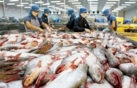 tra fish industry strives to win over domestic consumers