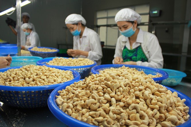 Vietnamese cashew nuts to be introduced in Australia