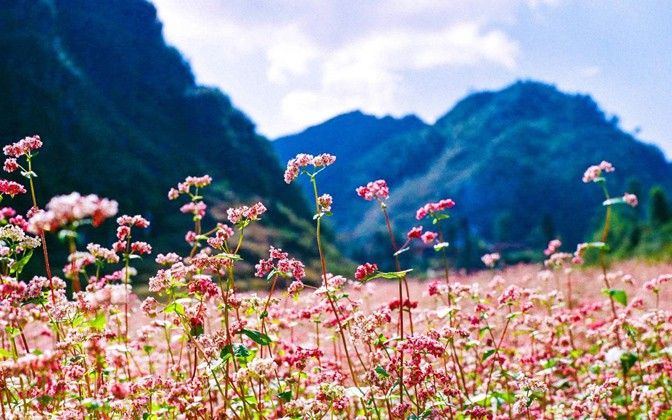 buckwheat flower festival in ha giang