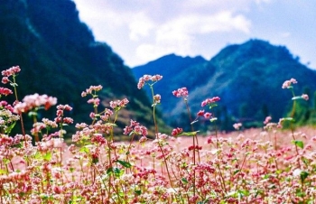 Buckwheat flower festival in Ha Giang