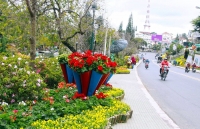 capturing enthralling pinky buckwheat flowers in ha giang this november