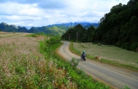 Capturing enthralling pinky buckwheat flowers in Ha Giang this November