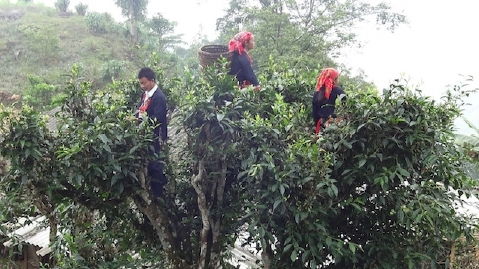 ha giangs shan tuyet tea receives geographical indication certificate