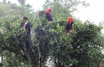 Ha Giang’s Shan Tuyet tea receives geographical indication certificate