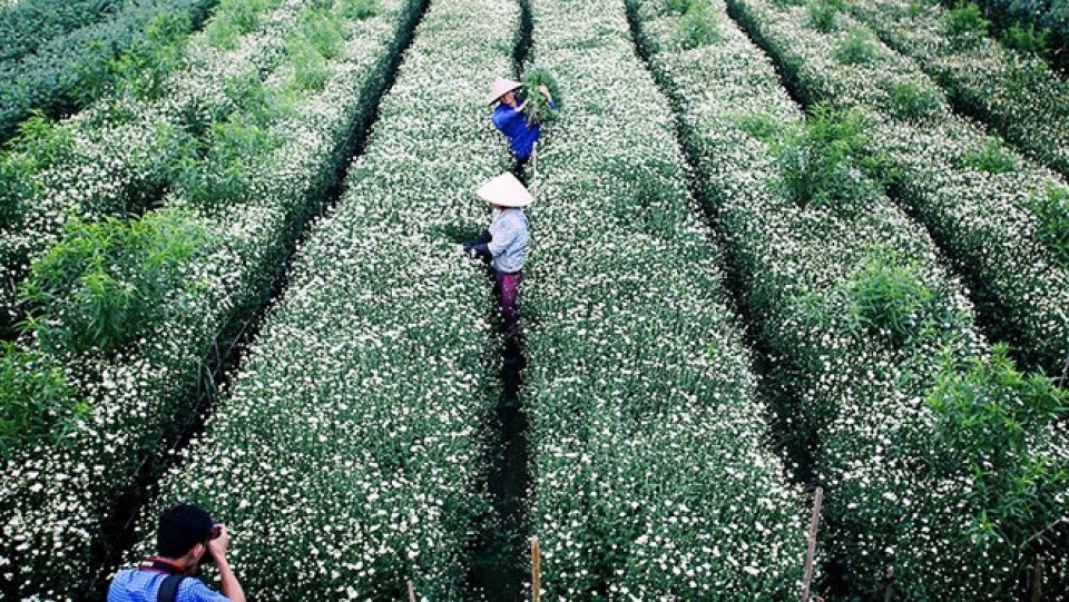 stunning flower spots in ha noi in early days of winter