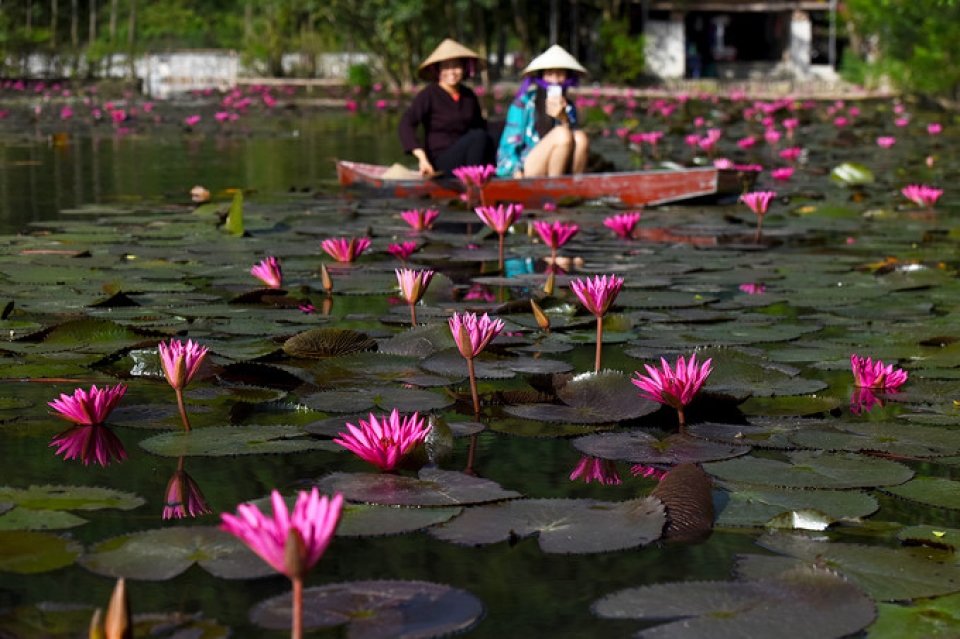 stunning flower spots in ha noi in early days of winter