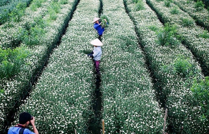 Stunning flower spots in Ha Noi in early days of winter