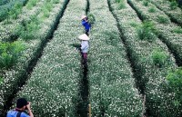 hcm citys flower street in seven days during tet holiday