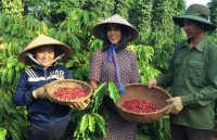 coffee trade fair opens in dak lak province