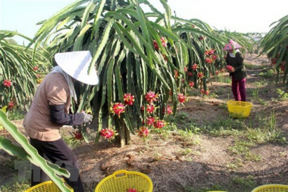 vietnam new zealand networking event discusses cptpp