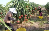 Vietnam, New Zealand networking event discusses CPTPP
