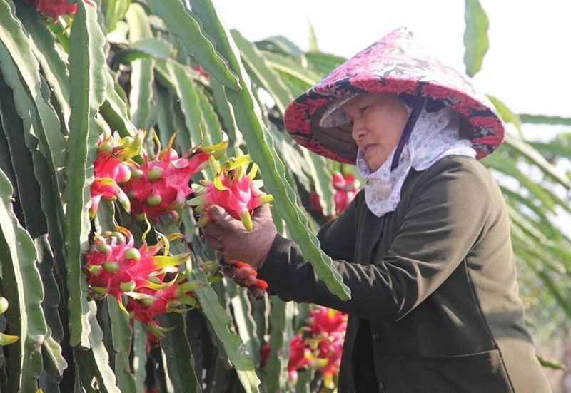 Harvesting dragon fruits in Binh Thuan (Photo: VNA)