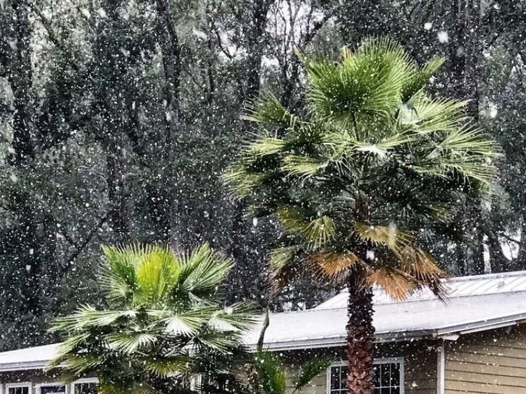 ​Mỹ: Bang Florida lần đầu có tuyết rơi sau gần 30 năm