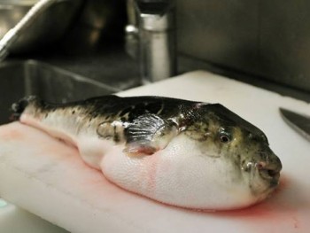 ​Nhật Bản cảnh báo khẩn cấp vì cá nóc có độc trôi nổi trên thị trường