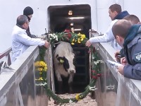 Mục sở thị cuộc sống của 1.100 con bò sữa đầu tiên của Tập đoàn TH tại Nga