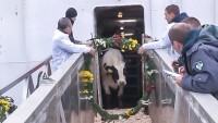Mục sở thị cuộc sống của 1.100 con bò sữa đầu tiên của Tập đoàn TH tại Nga