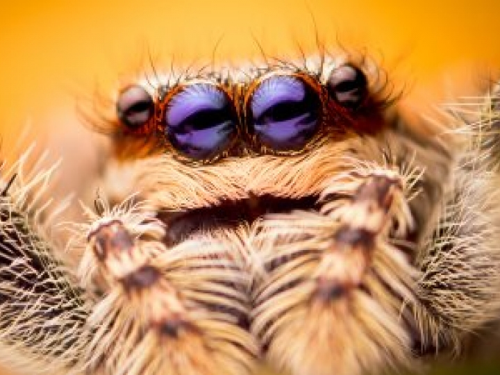 ​Phát hiện loài nhện có đuôi tồn tại cách đây 100 triệu năm