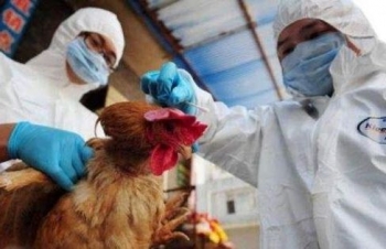 Trung Quốc: Bùng phát dịch cúm gia cầm H5N6 ở Tứ Xuyên, chưa phát hiện trường hợp nhiễm bệnh ở người