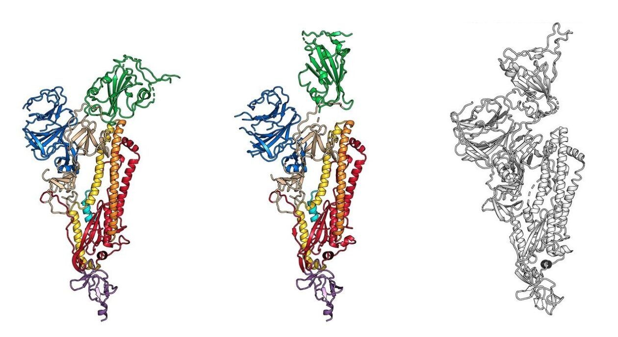 covid 19 lan dau tien ve ban do nguyen tu 3d cua virus corona buoc tien quan trong huong toi bao che vaccine