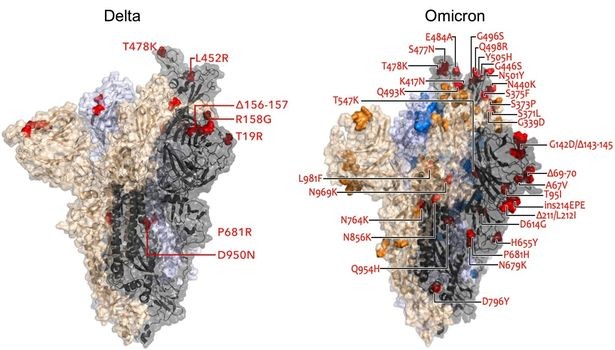 Covid-19: Biến thể lai Deltacron xuất hiện ở Anh, chuyên gia cảnh báo. (Nguồn: COG-UK)