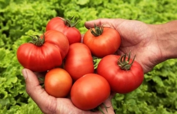 Mỹ lại gây căng thẳng thương mại với Mexico vì thuế cà chua
