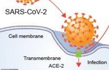 Dịch Covid-19: Phát hiện enzyme 'đưa lối dẫn đường' SARS-CoV-2 xâm nhập tế bào