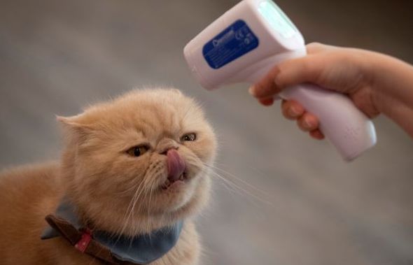 Mới! Mèo có thể lây SARS-CoV-2 cho mèo kể cả khi không xuất hiện triệu chứng