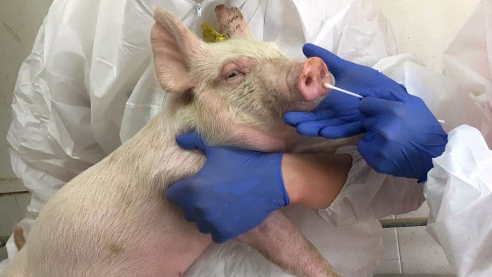 NGUY HIỂM! Trung Quốc phát hiện virus cúm lợn mới, có dấu hiệu thích nghi cao để gây 'đại dịch nhân loại'