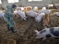 ​FAO cảnh báo nguy cơ dịch tả lợn Trung Quốc lây lan