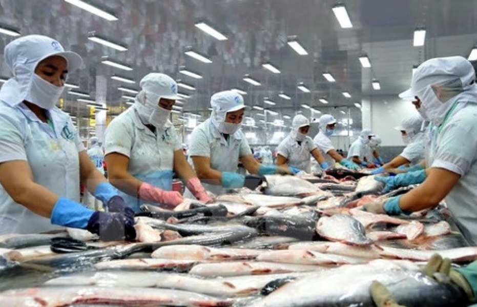 VASEP cảnh báo thận trọng hơn khi xuất khẩu cá tra sang Trung Quốc