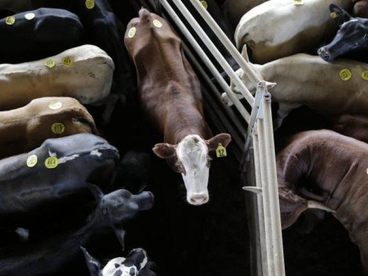 ​EU "xuống nước" đề xuất đàm phán với Mỹ về nhập khẩu thịt bò