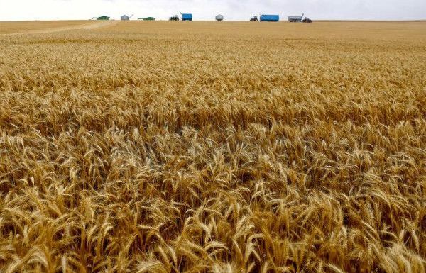 Nga ngừng cấp giấy kiểm dịch thực vật cho các nhà xuất khẩu lúa mì vào Việt Nam