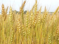 Nga nối lại hoạt động xuất khẩu lúa mì sang Việt Nam