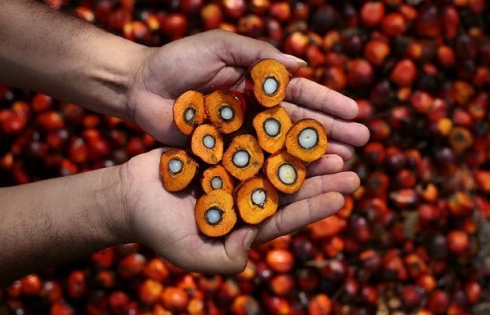 Malaysia, Indonesia lo ngại hoạt động xuất khẩu dầu cọ sang EU