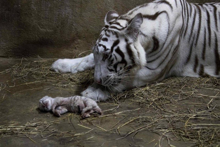 Hổ trắng quý hiếm chào đời tại vườn thú Nicaragua