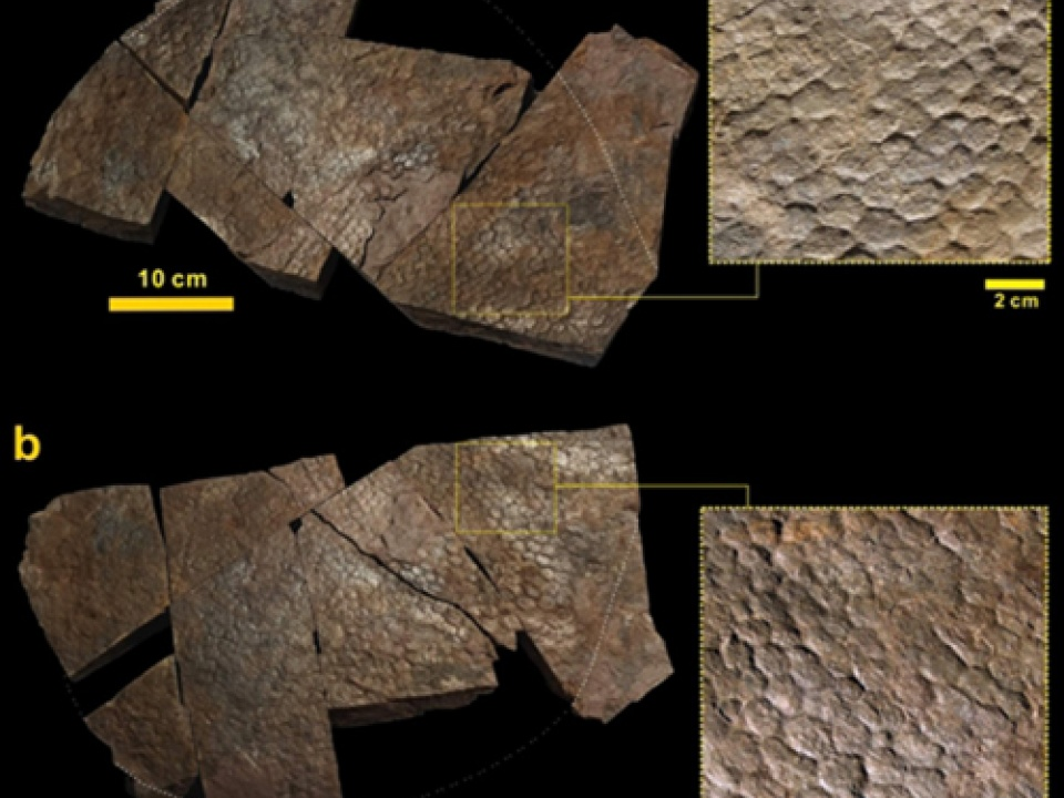 ​Phát hiện mảnh da khủng long hóa thạch lớn nhất từ trước tới nay