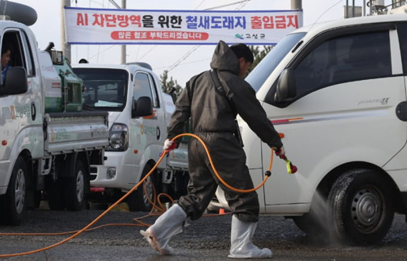 Hàn Quốc tăng cường phòng ngừa dịch cúm gia cầm