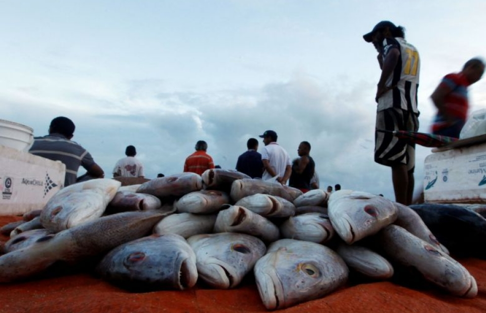 ​Brazil tạm ngừng xuất khẩu cá sang EU
