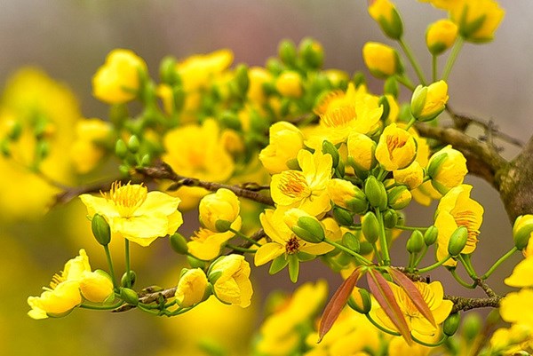 Yellow apricot blossom – flower of traditional Tet