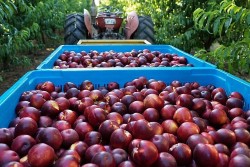 Việt Nam - thị trường giá trị của trái cây Australia