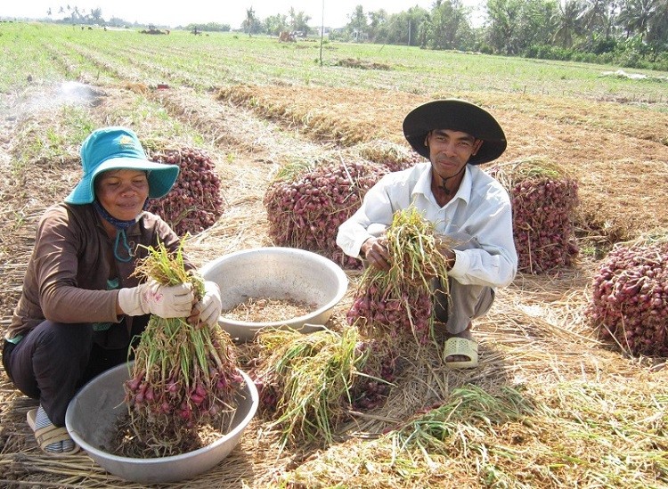 Niềm vui của anh nông dân Khmer Tăng Kim Sái ở ấp Âu Thọ, xã Vĩnh Hải (TX. Vĩnh Châu – Sóc Trăng) với vụ hành tím bội thu “trúng mùa – được giá”. (Ảnh: Phương Nghi)