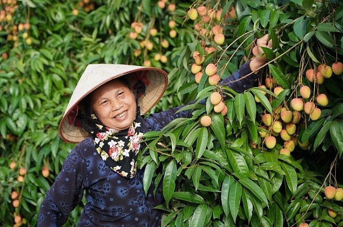 Niềm vui được mùa vải của nông dân Thanh Hà, Hải Dương. (Ảnh: Việt Nguyễn)