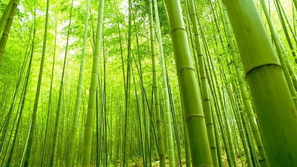 Bamboo diplomacy - A legacy of Vietnam