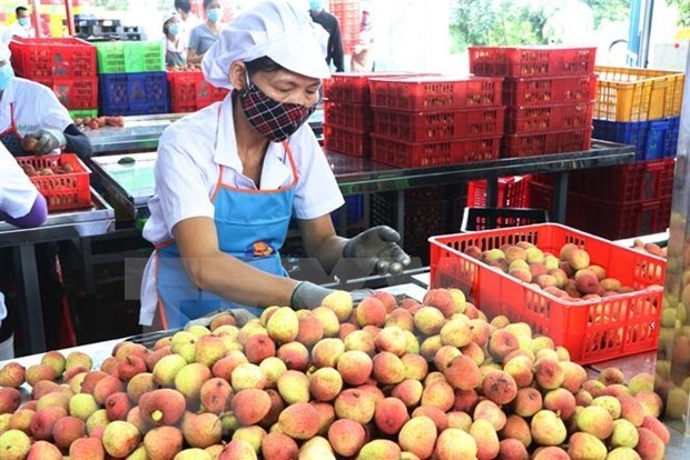 Preliminary processing facility of lychees for export of Ameii Vietnam JSC in Thanh Xa commune, Thanh Ha district, Hai Duong province. (Photo:VNA)